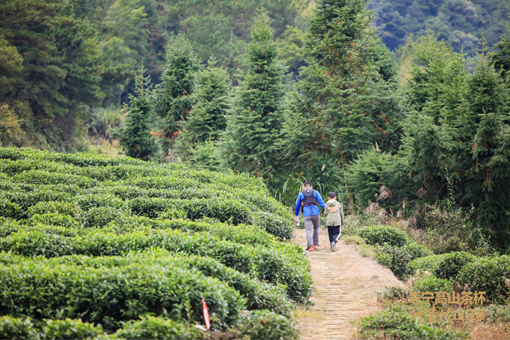 茶山2.jpg